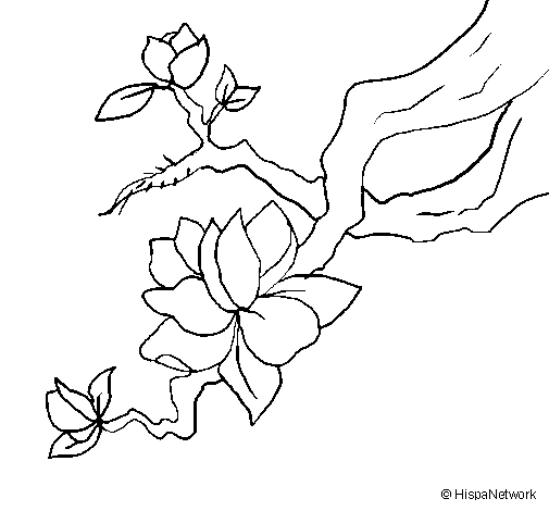 Almond flower coloring page
