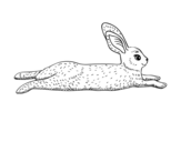 An hare coloring page