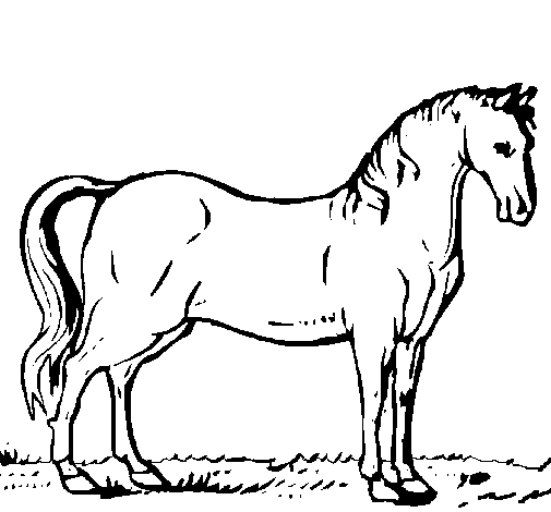 Andalusian horse coloring page