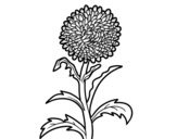 Aster coloring page