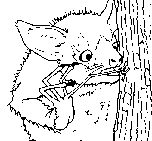 Aye-aye looking for insects coloring page