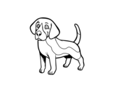 Beagle dog coloring page