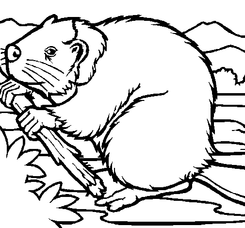 Beaver 1 coloring page