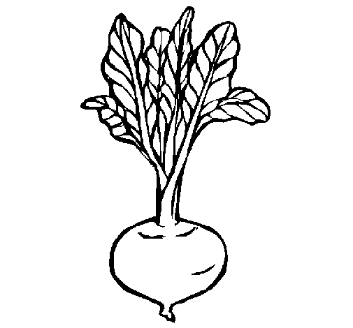 beetroot coloring page