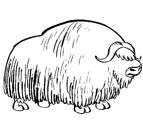 Bison coloring page
