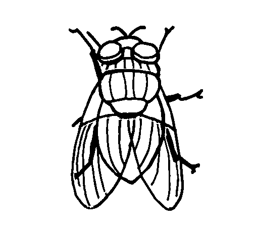 Black fly coloring page