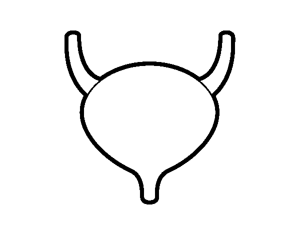 Bladder coloring page