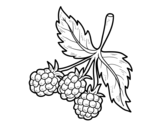 Branch of raspberries coloring page