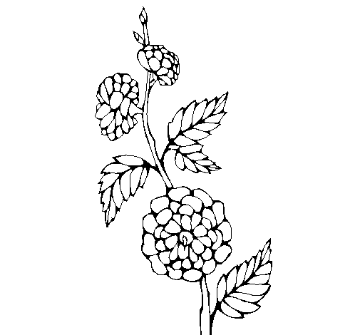 Branch with flowers coloring page