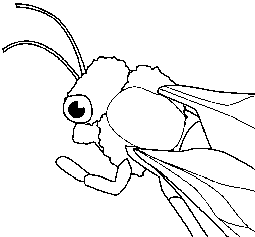 Bumblebee coloring page