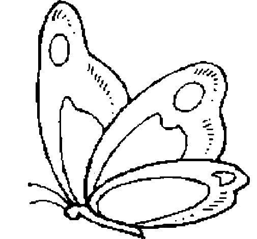 Butterfly 14 coloring page
