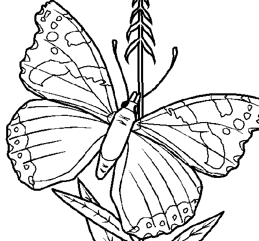 Butterfly 5a coloring page