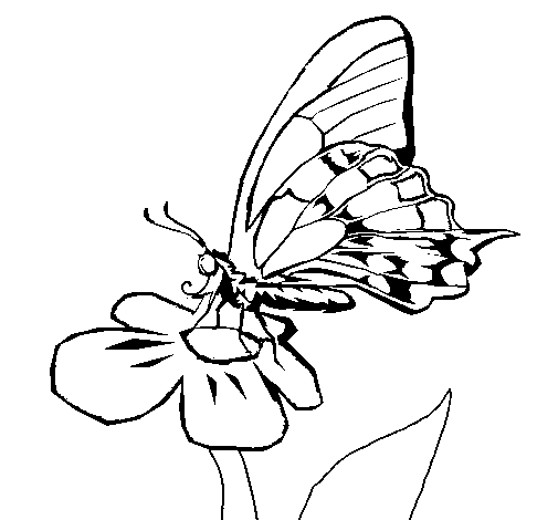 Butterfly on flowe coloring page