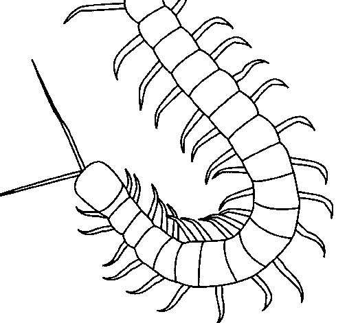 Centipede coloring page