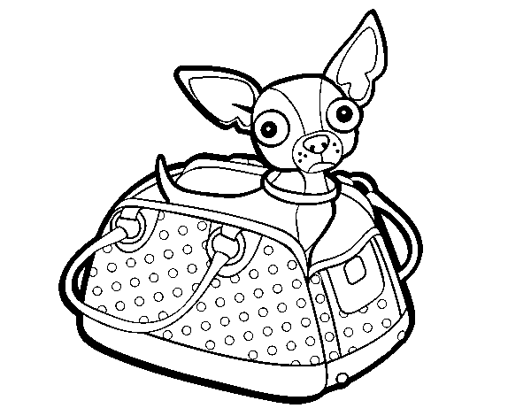 Chihuahua of travel coloring page