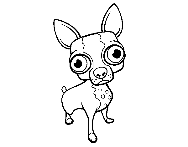 Chihuahua coloring page
