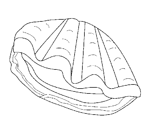 Clam coloring page