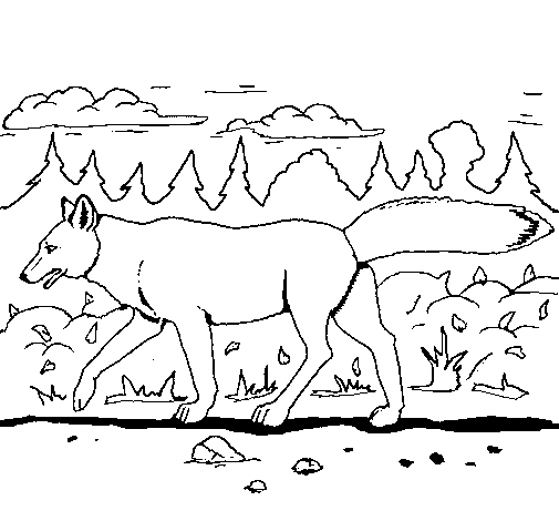 Coyote coloring page