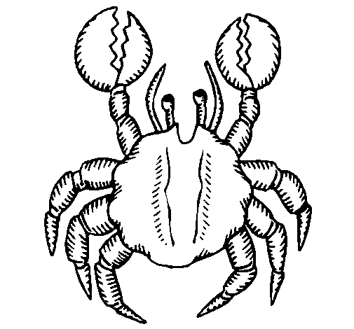 Crab with large pincers coloring page