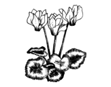 Cyclamen coloring page