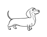 Dachshund dog coloring page