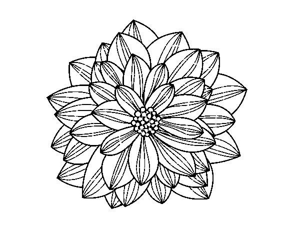 Dahlia flower coloring page - Coloringcrew.com