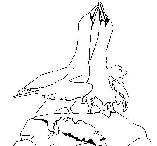Ducks on rock coloring page