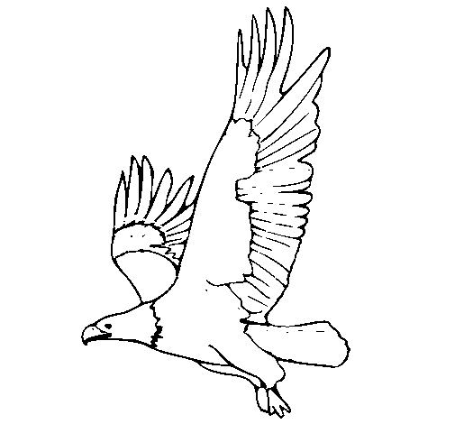 Eagle flying coloring page