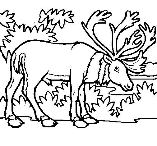 Elk coloring page