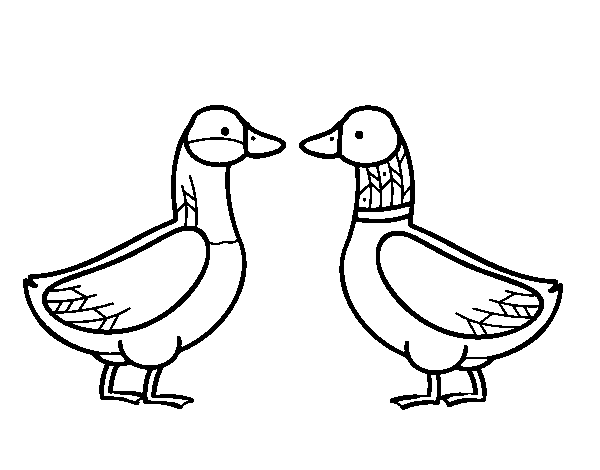 Female duck and male duck coloring page