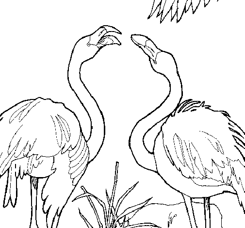 Flamingos coloring page
