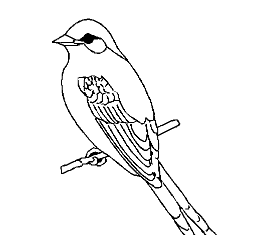 Flycatcher coloring page