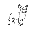 French Bulldog dog coloring page
