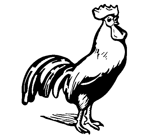 Gallant cock coloring page