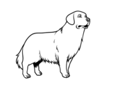 Golden retriever dog coloring page