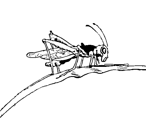 Grasshopper on branch coloring page