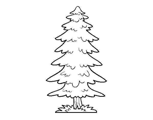 Great fir tree coloring page