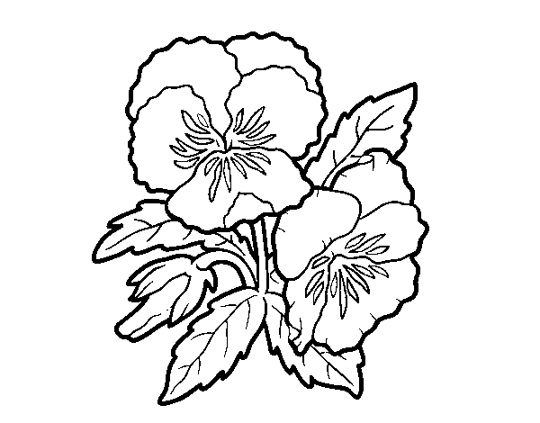 Heartsease flowers coloring page