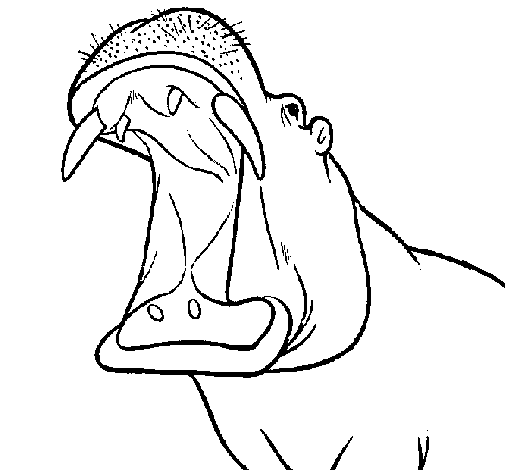 Hippopotamus with mouth open coloring page