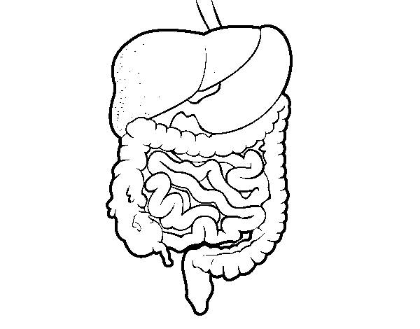 Human gastrointestinal tract coloring page