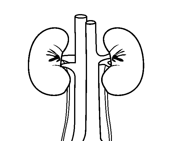 Human kidneys coloring page
