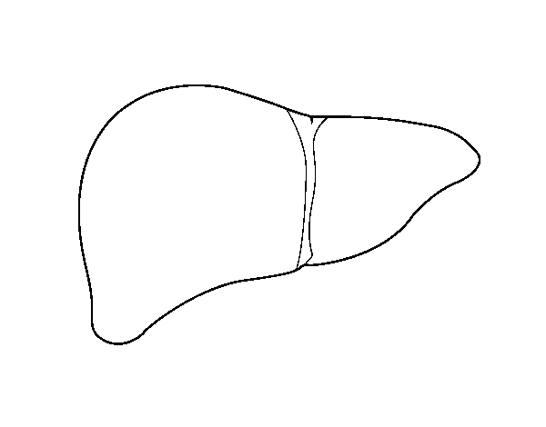 Human liver coloring page