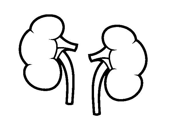 Kidneys coloring page