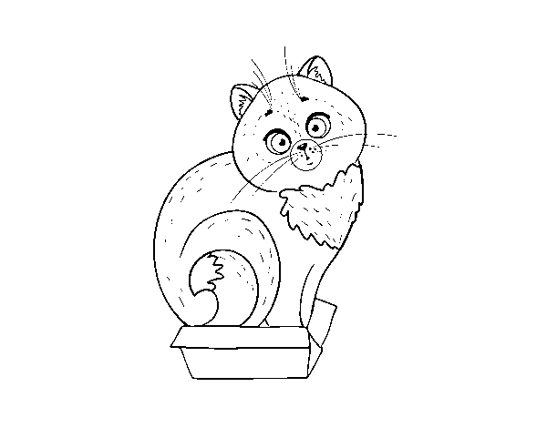 Kitten in a box coloring page