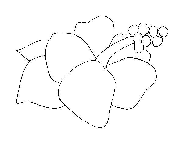 Lagunaria flower coloring page