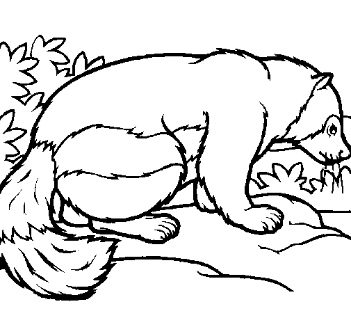 Large badger coloring page