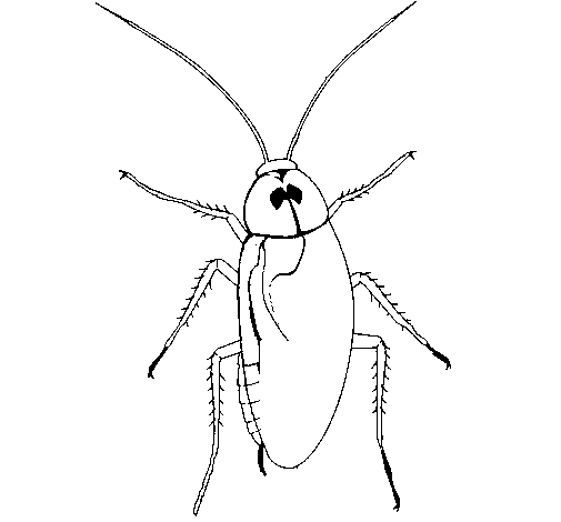 Large cockroach coloring page