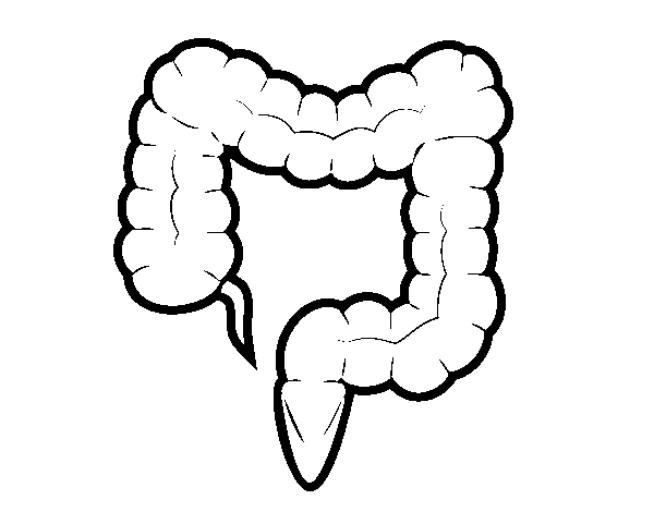 Large intestine coloring page