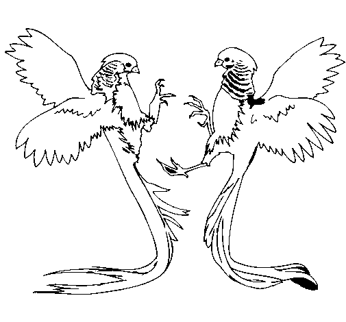 Long-tailed birds coloring page