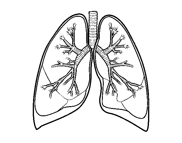 Lungs and bronchi coloring page